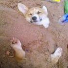cachorro_e_enterrado_vivo_por_funcionarios_de_escola_