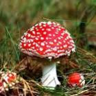 encontrado_na_amazonia_fungo_que_pode_se_alimentar_de_plastico