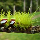 mimetismo_o_design_da_natureza
