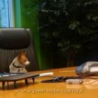 cao_ganha_&ldquo;emprego&rdquo;_de_auxiliar_de_mecanico_