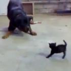 o_que_sera_que_esse_gatinho_vai_aprontar