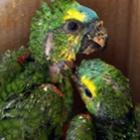 trafico_de_animais_no_brasil