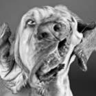 cachorros_engracados_balancando_a_cabeca