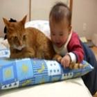 bebe_testando_a_paciencia_do_felino
