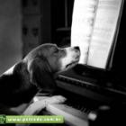 seu_cachorro_tambem_toca_piano_e_canta