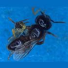 especie_de_abelha_tem_soldados_especializados