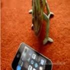camaleao_se_assusta_com_iphone