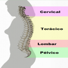 Coluna vertebral