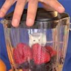 pegadinha_da_batida_de_frutas_com_um_rato_misturados_no_liquidificador
