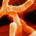 antibioticos_em_bacterias_no_solo