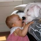 bebe_e_animal_domestico_devem_ficar_distantes