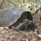 Tartaruga de Galápagos é redescoberta após ficar 150 anos desaparecida