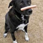 salsicha_faz_mal_para_cachorro_descubra