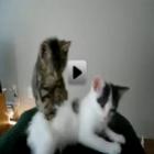 Gato massagista