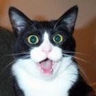 gato_x_cobra_&ndash;_quem_voce_acha_que_levou_a_melhor_