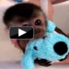 macaco_bebe_tomando_banho