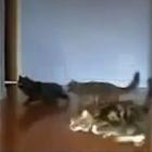 formula_gato_dorgas_neles