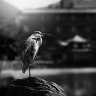 o_sereno_movimento_em_preto_e_branco_da_vida_fotografias_de_peter_zeglis