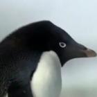 Pinguim malandro flagrado roubando pedra do ninho em construção do vizinho.