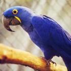 superpopulacao_humana_x_extincao_de_animais_as_ideias_de_uma_ong