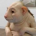 criacoes_bizarras_que_parecem_seres_com_pele_humana