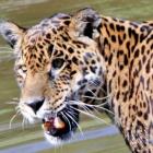 oncapintada_na_argentina_uma_especie_muito_perto_do_fim