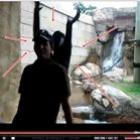 macaco_ninja_ataca_homem_no_zoo