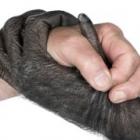 criada_a_frente_parlamentar_em_defesa_dos_animais_
