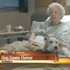 cachorro_superdotado_salva_vida_da_dona
