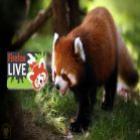 mascote_firefox