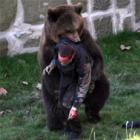 Ataque de um urso pardo a um homem, mordidas mortais 