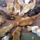 voce_conhece_a_ilha_do_gato_