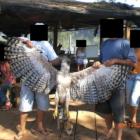 fazendo_pose_com_o_cadaver_da_&ldquo;rainha_dos_ares&rdquo;_a_harpia
