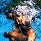 Fantásticas fotos de cães mergulhando