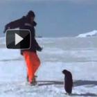 this_is_antartida__ataque_pinguim