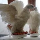 designer_faz_sapatos_com_partes_de_animais_mortos
