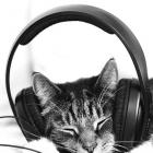 Animais de estimação gostam de musica, mas não de qualquer uma