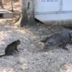 gato_do_chuck_norris_poe_dois_jacares_para_correr
