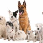12_razoes_para_adotar_um_animal_adulto