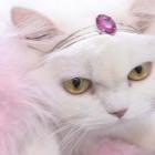bbb_cat