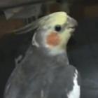 calopsita_cantando_a_musica_da_familia_addams