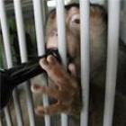 Macacos bebem vinho em zoo russo para evitar infecções