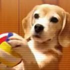 cachorro_goleiro_vira_hit_no_youtube