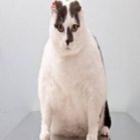 animais_obesos_se_enfrentam_em_competicao_para_perder_peso_no_reino_unido
