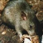 lixao_contamina_moradores_com_leptospirose