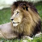 famintos_animais_definham_em_zoologico_do_interior_de_sc