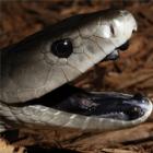 top_5_os_animais_mais_ferozes_do_planeta_terra_
