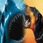 Cachorro morde tubarão na costa da Austrália