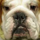 garota_e_processada_por_morder_seu_cachorro_