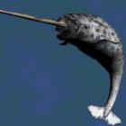 narval_o_unicornio_dos_mares